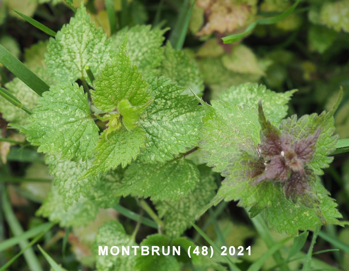 Dead-nettle, Spotted leaf